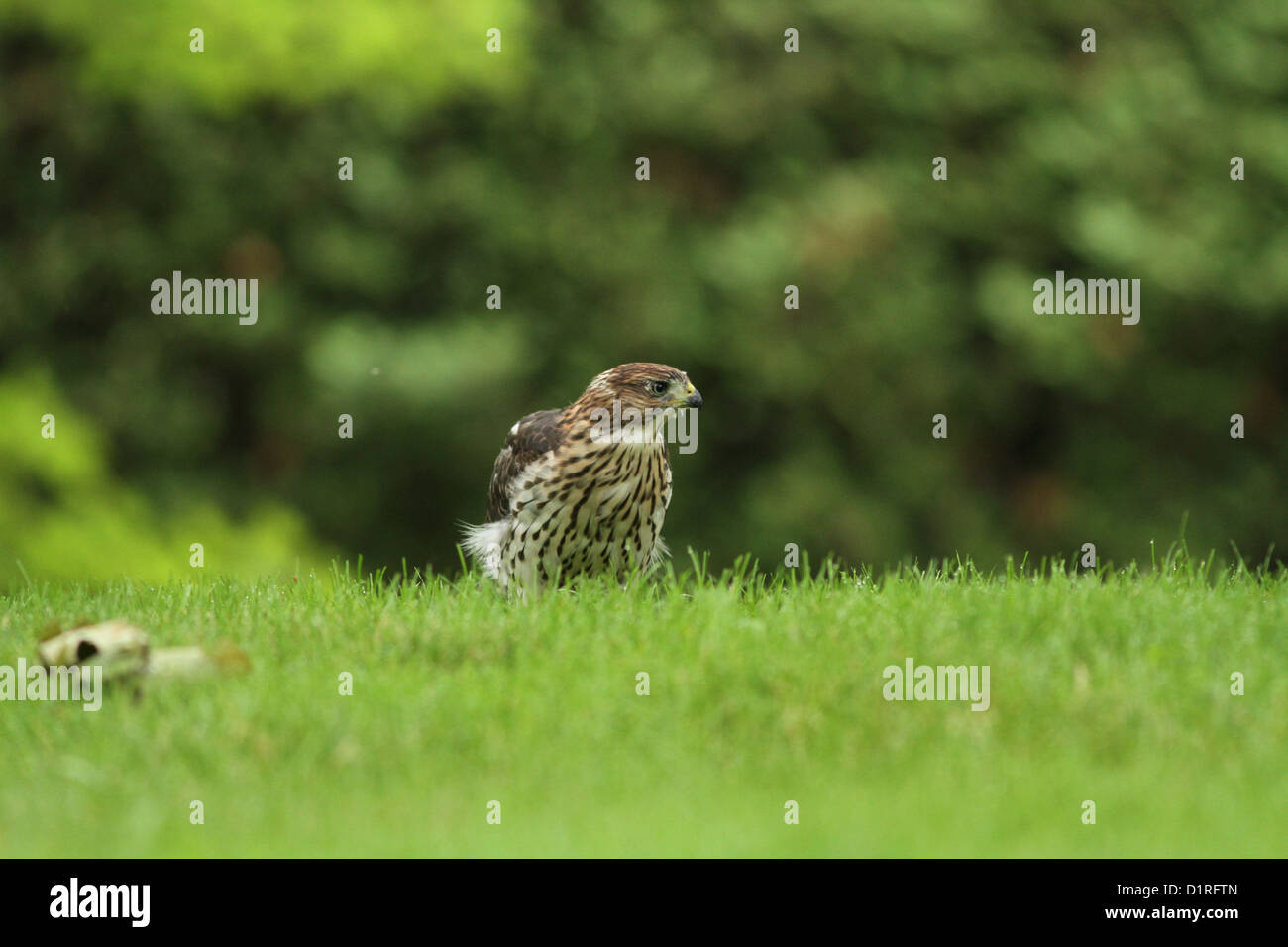 L'épervier de Cooper (Accipiter cooperii) en été Banque D'Images