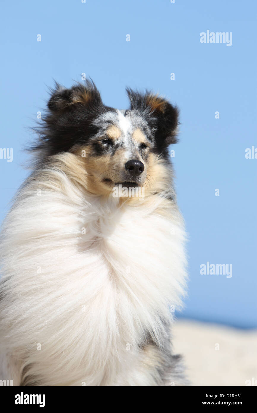 Chien de berger Shetland Sheltie / Bleu Merle (adultes) portrait Banque D'Images