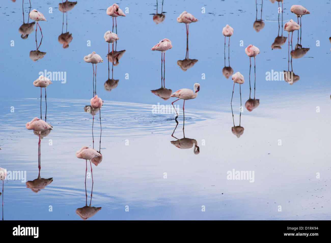 Flamingo en Parc National d'Arusha. Safari en Tanzanie du Sud Banque D'Images