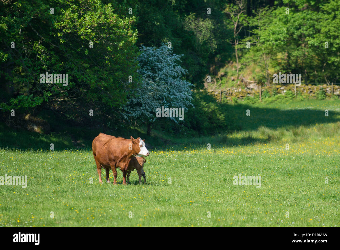 Vache et veau dans une prairie ensoleillée à Finsthwaite dans le Parc National de Lake District Banque D'Images