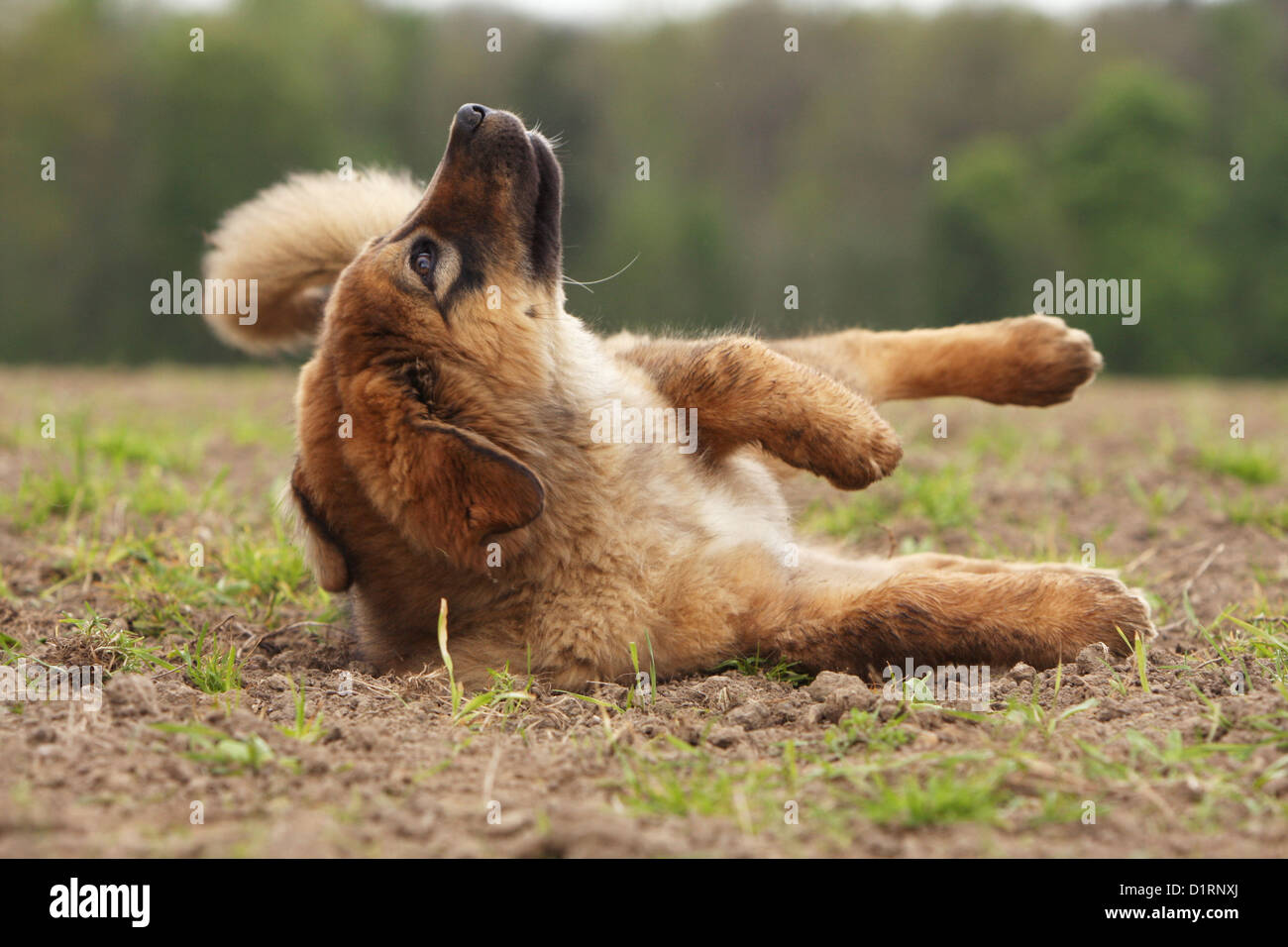 L'éraflure chien / chiot Mastiff tibétain lui-même - Dogue du Tibet - Do Khyi Banque D'Images