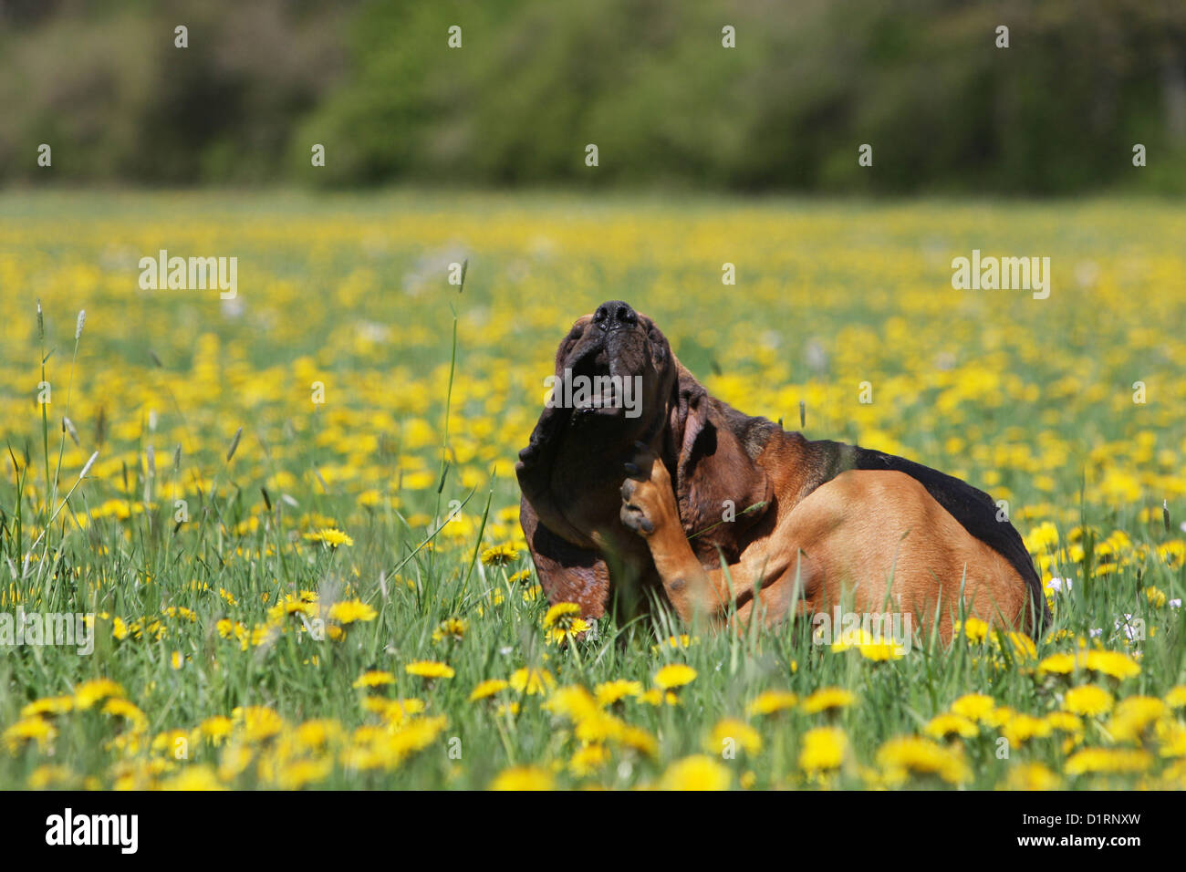 Lui-même se gratter chien / chiot Saint-Hubert Bloodhound Banque D'Images