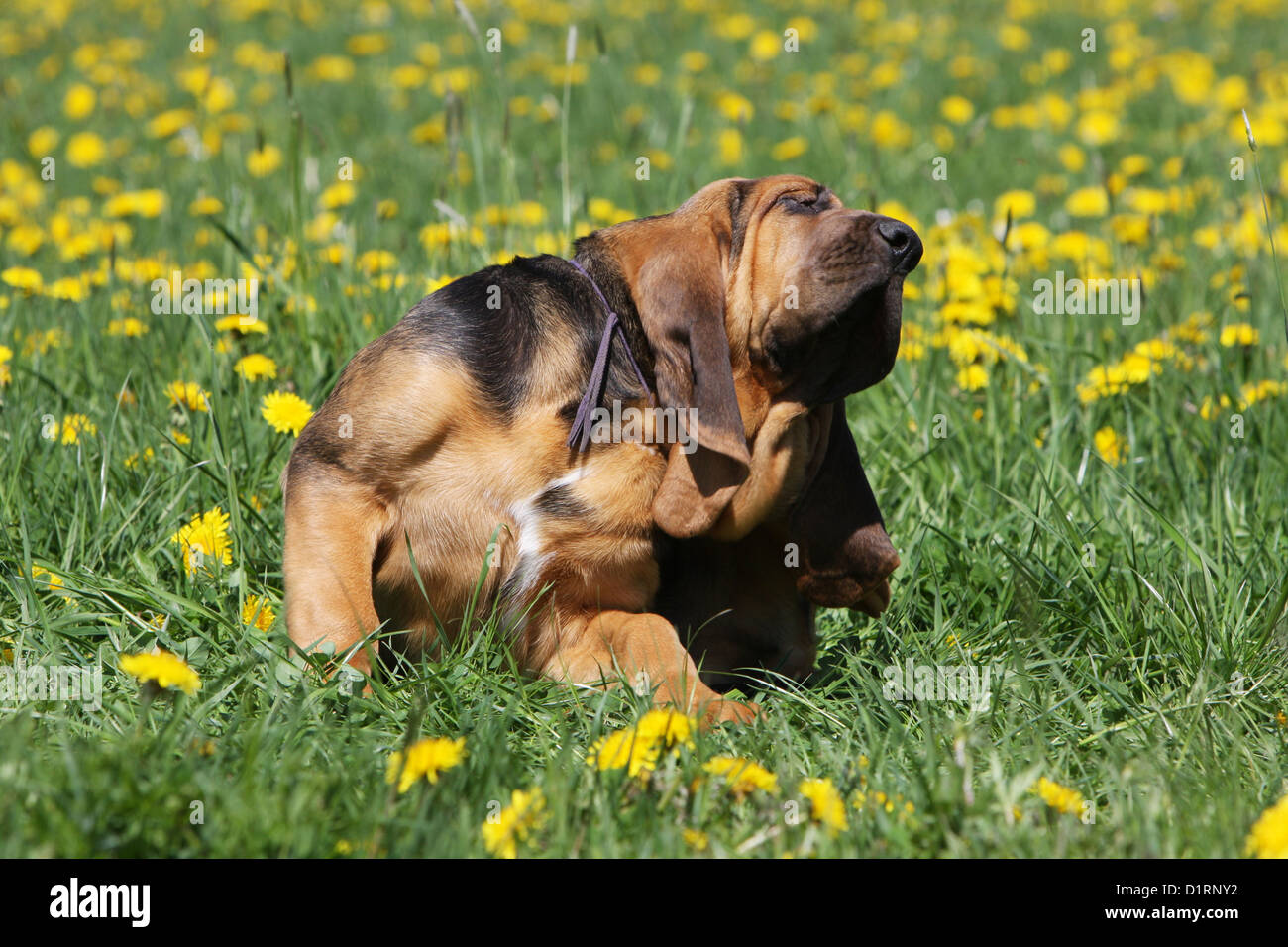 Lui-même se gratter chien / chiot Saint-Hubert Bloodhound Banque D'Images