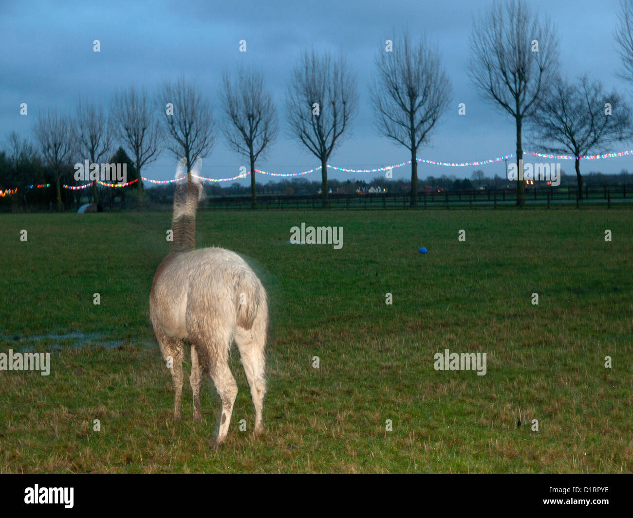 Un lama dans un champ dans le Suffolk, Angleterre Banque D'Images