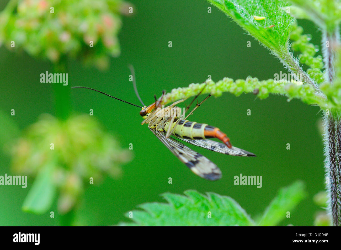 Un scorpion voler sur une feuille d'ortie UK Banque D'Images