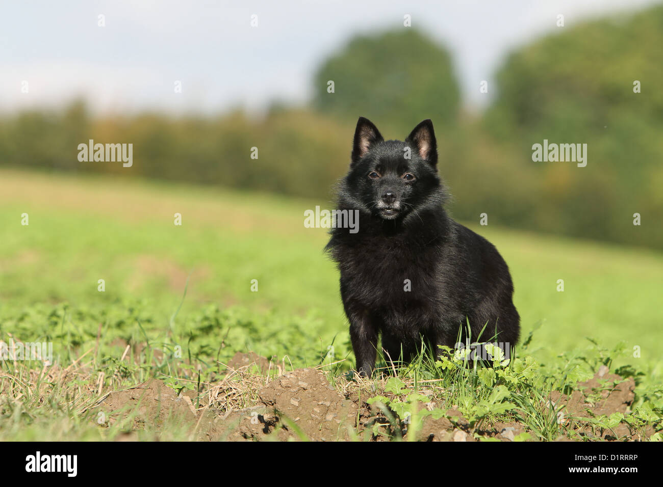 Adultes Schipperke chien debout dans un champ Banque D'Images