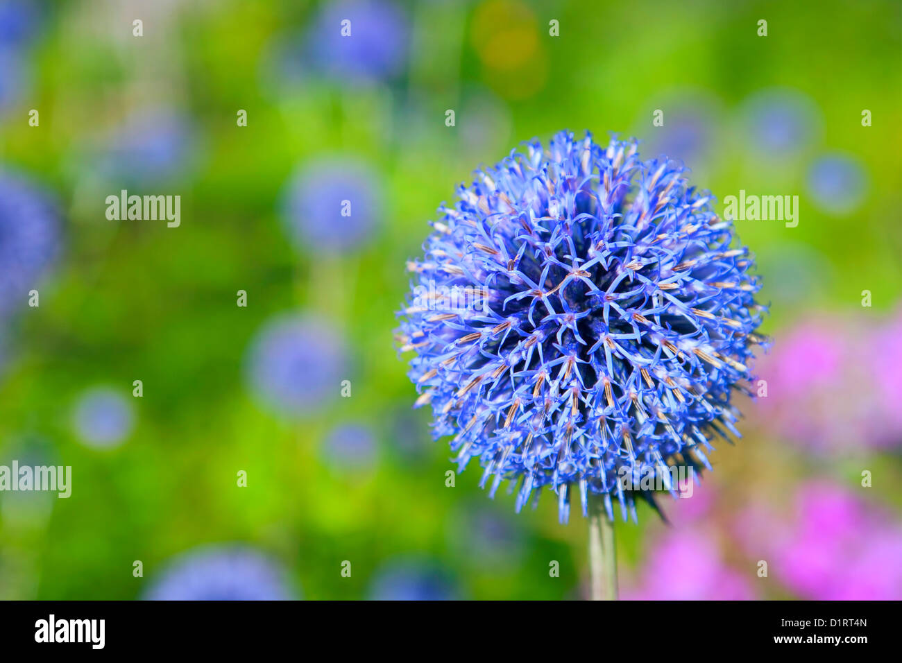 Globe thistle de floraison dans le jardin d'été. Focus sélectif. Banque D'Images