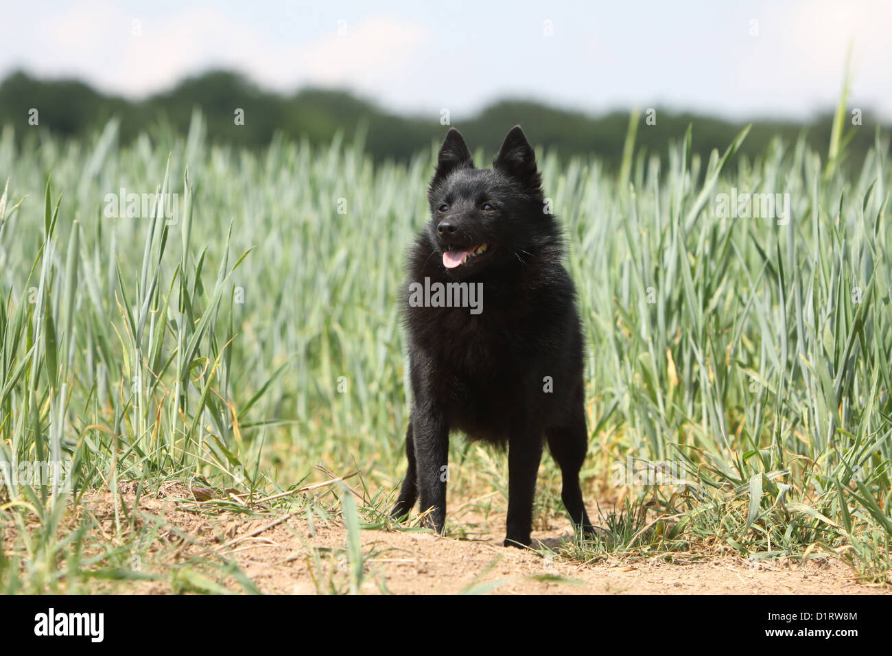 Adultes Schipperke chien debout dans un champ Banque D'Images