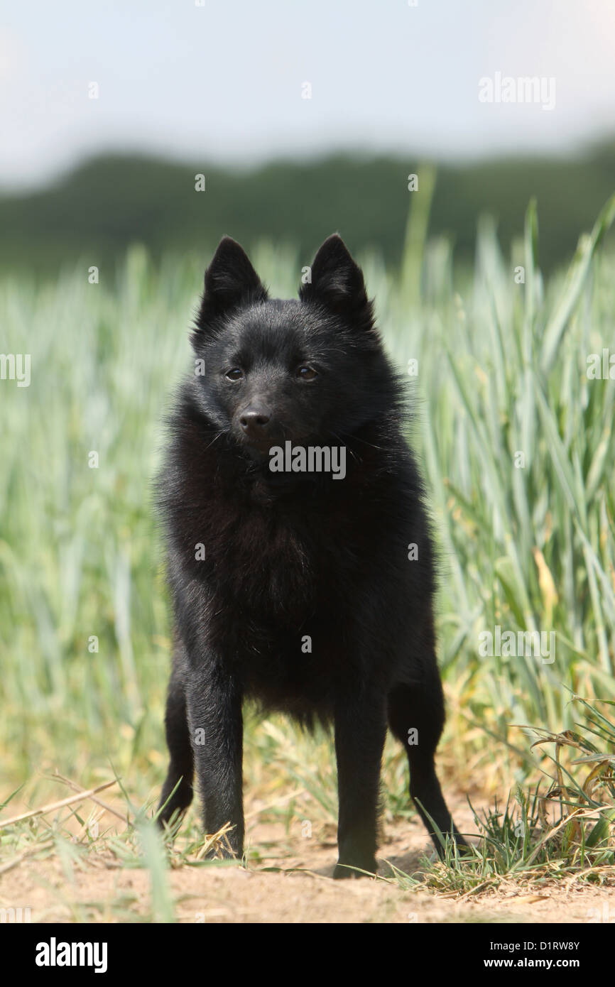 Adultes Schipperke chien debout dans un champ Banque D'Images