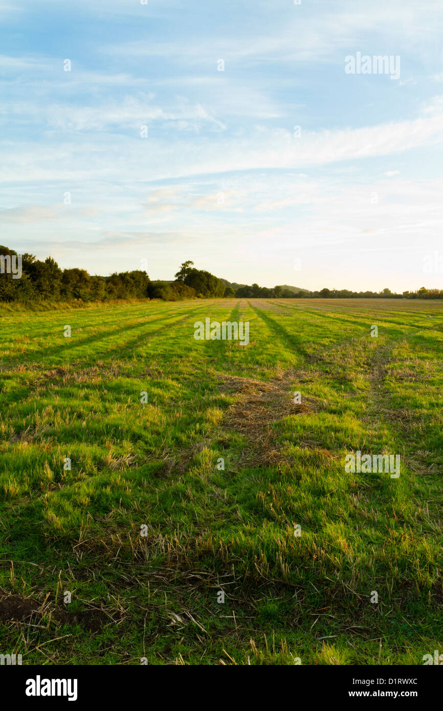 Les terres récoltées. Champ en jachère des terres agricoles après la récolte et à la nouvelle croissance montrant. Nottinghamshire, Angleterre, RU Banque D'Images Les terres récoltées. Champ en jachère des terres agricoles après la récolte et à la nouvelle croissance montrant. Nottinghamshire, Angleterre, RU Banque D'Images