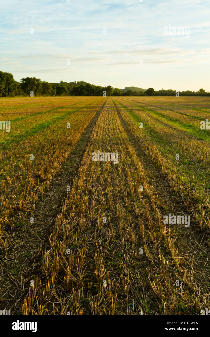 Champ moissonné. Les chaumes de blé sur les terres agricoles après la récolte et montrant une croissance nouvelle, Lancashire, England, UK Banque D'Images