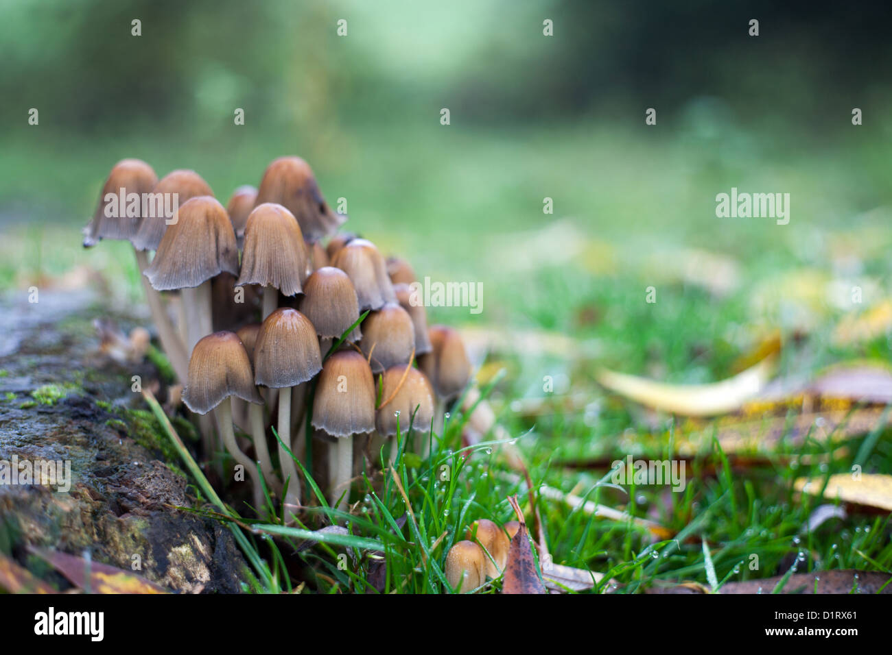 Toadstools sur une souche d'arbre en automne UK Banque D'Images