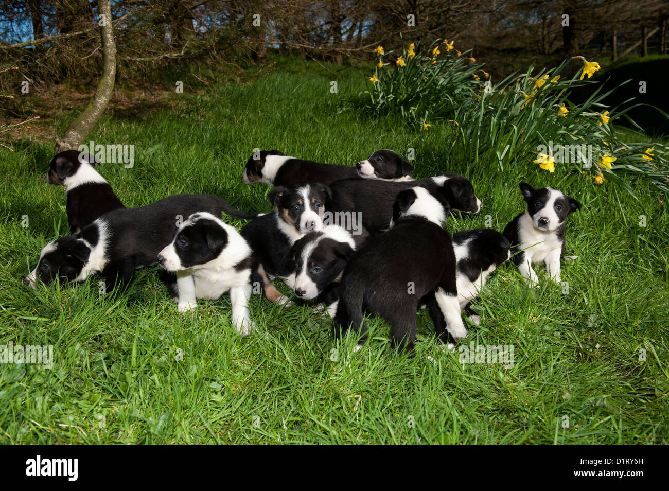 Sheepdog Chiots jouant dans l'herbe. Banque D'Images