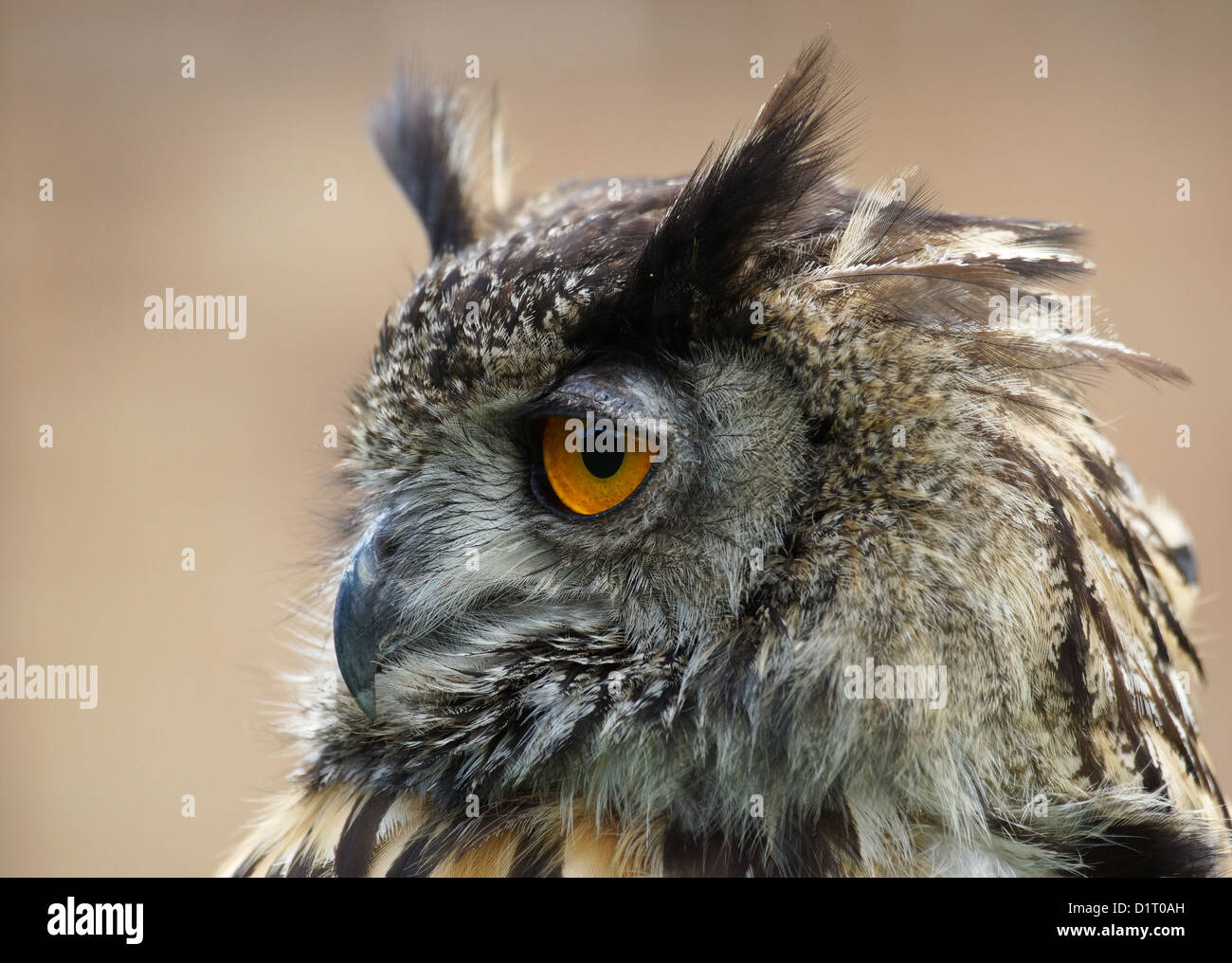 Photographie d'un grand hibou / Bubo bubo Banque D'Images