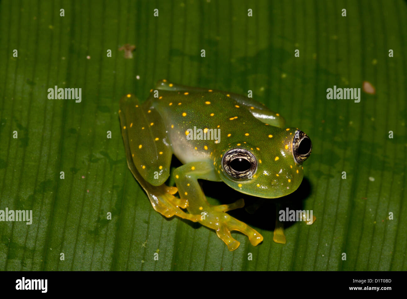 White-spotted frog cochran (jaune, parsemé de grenouille de verre), sci.name ; Cochranella albomaculata, à Burbayar, Panama. Banque D'Images