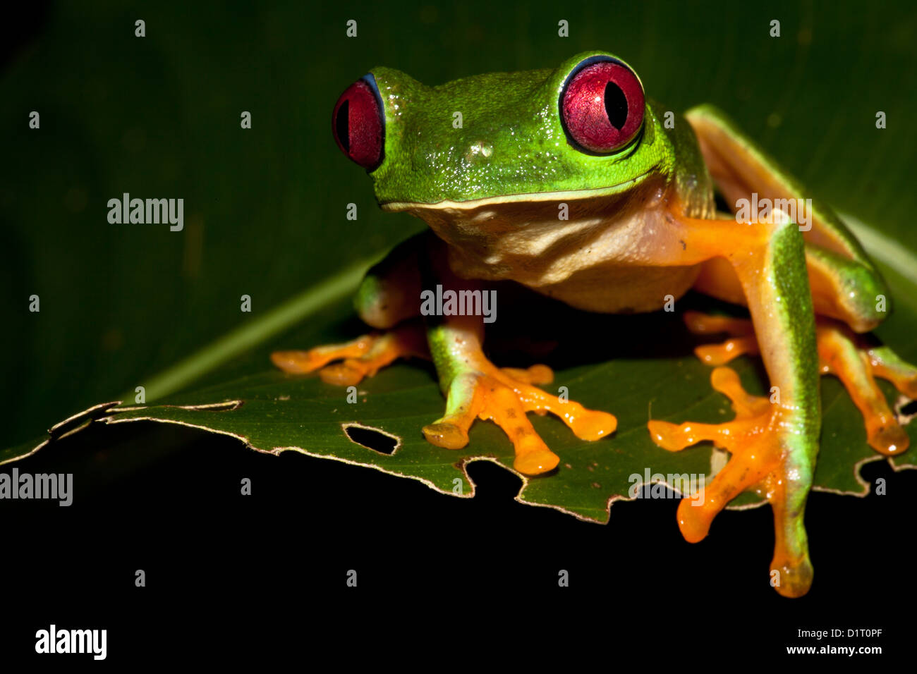 Leaf-Frog aux yeux rouges, agalychnis callidryas , dans la forêt tropicale à Burbayar, province de Panama, République du Panama. Banque D'Images