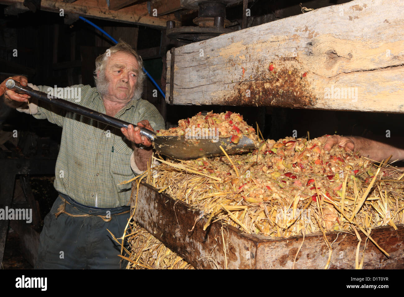 Roger Parris faire cidre traditionnel de Devon un 200 ans, à l'aide de la paille pour tenir la pomme hachée dans le fromage. Banque D'Images
