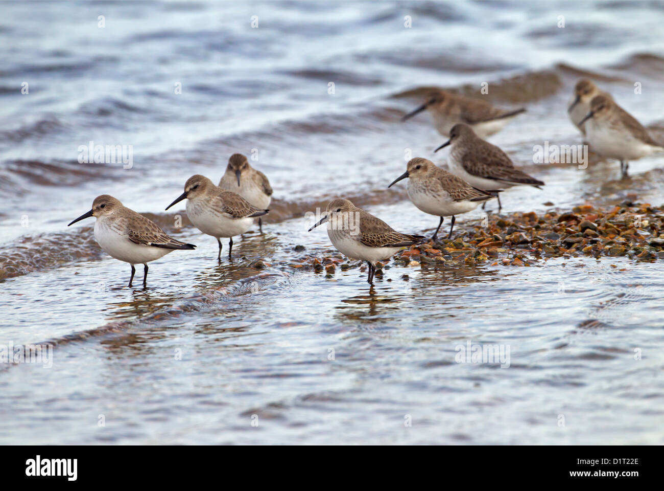 Le bécasseau variable Calidris alpina troupeau à marée haute en hiver Banque D'Images