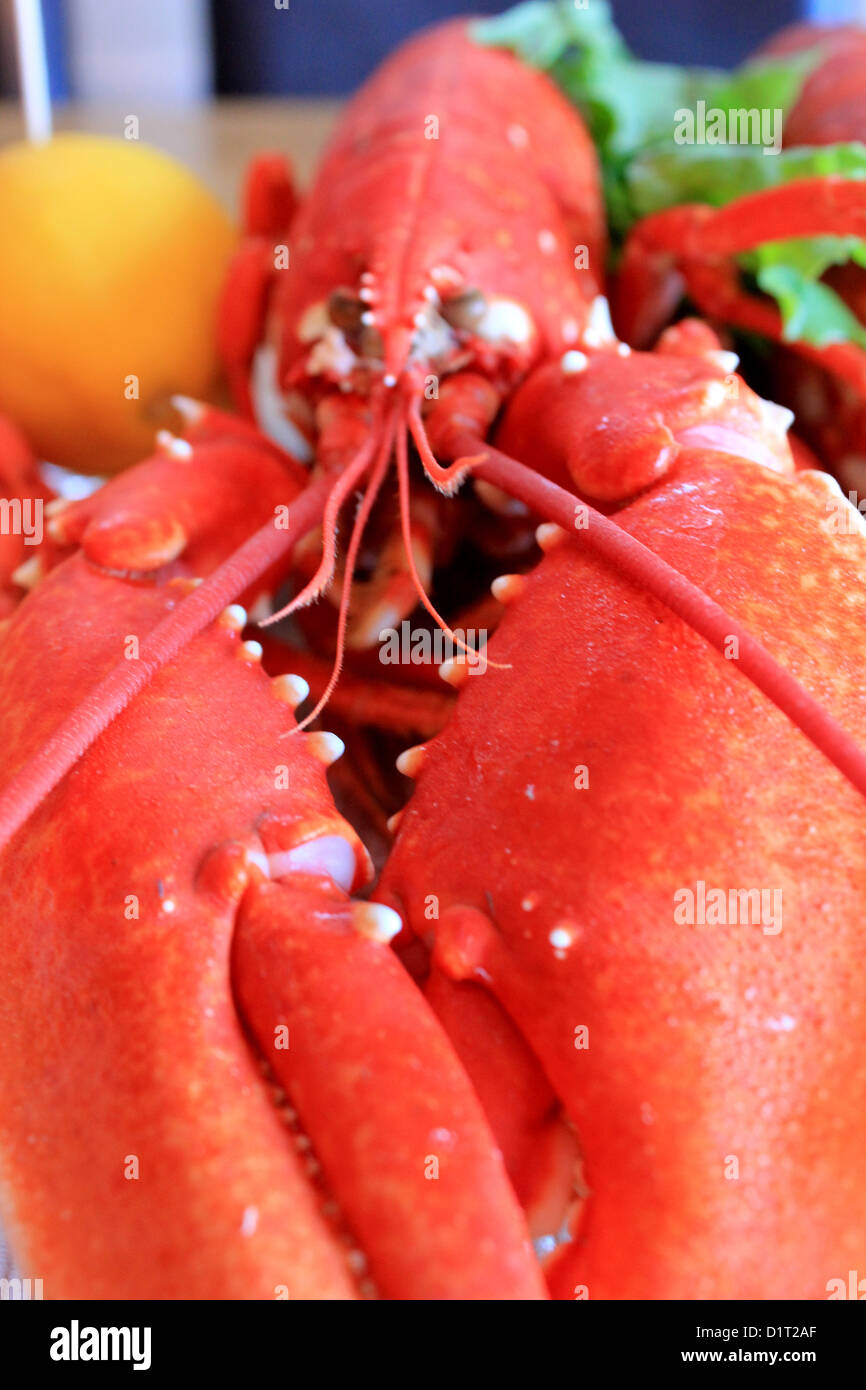 Homard frais Banque D'Images