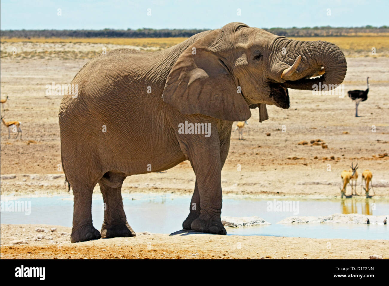 Un grand mâle éléphant à un étang dans le parc national d'Etosha, Namibie Banque D'Images