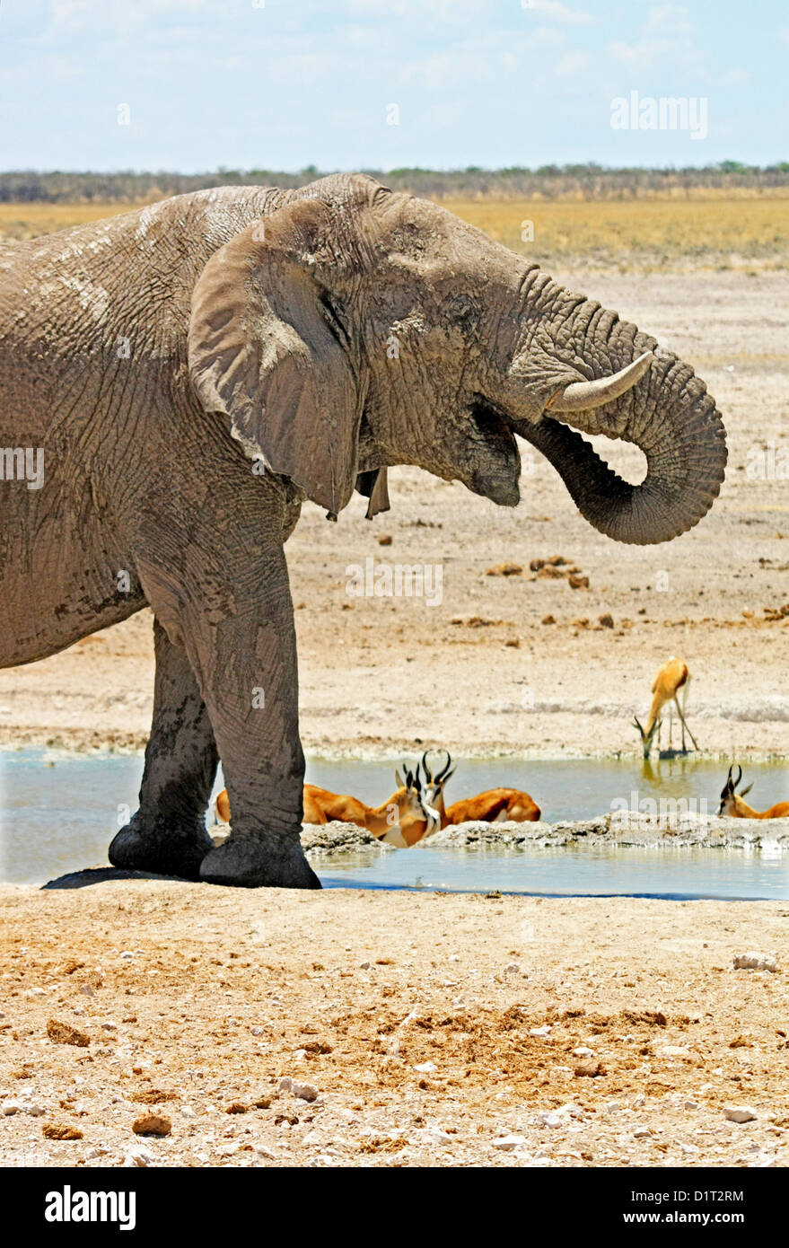 Un grand mâle éléphant à un étang dans le parc national d'Etosha, Namibie Banque D'Images