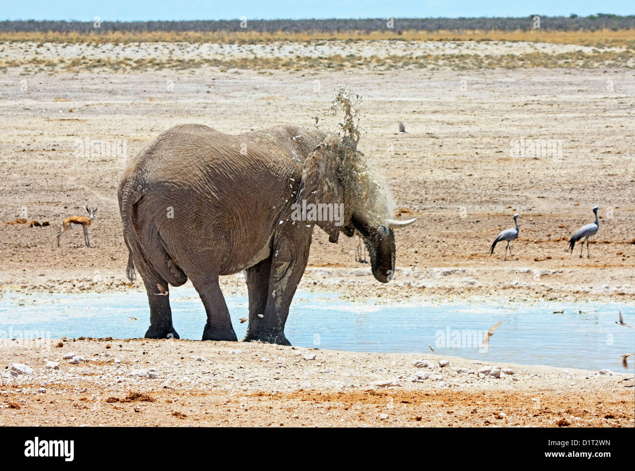 Un grand mâle éléphant à un étang dans le parc national d'Etosha, Namibie Banque D'Images