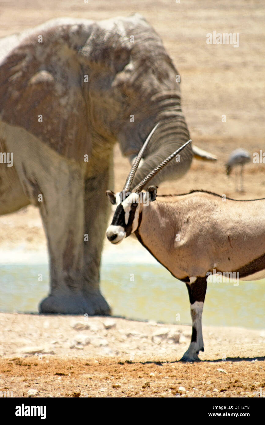 Un grand mâle éléphant à un étang dans le parc national d'Etosha, Namibie Banque D'Images