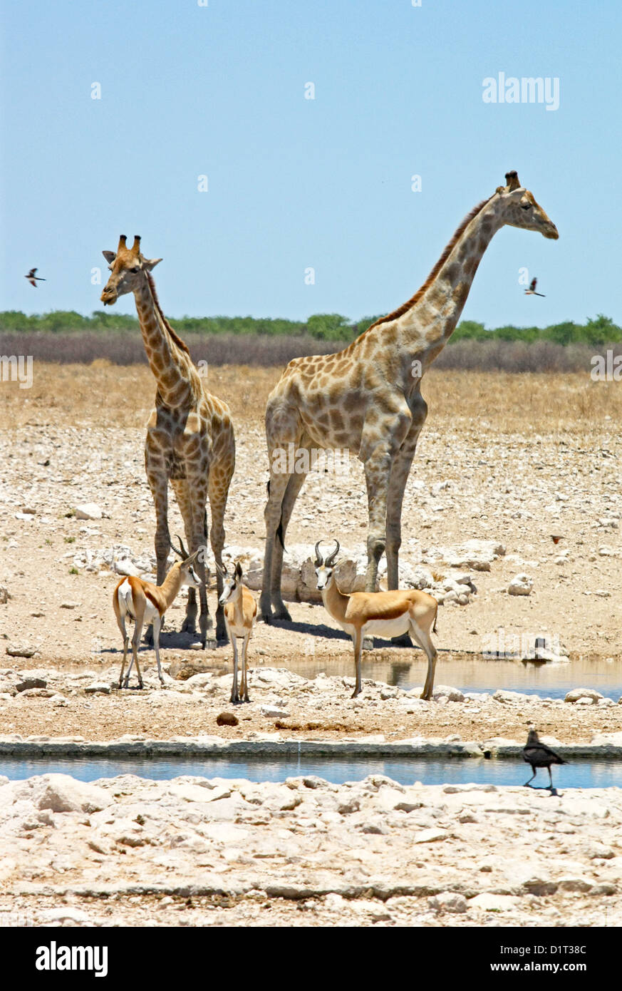 Les Girafes à un étang dans le parc d'Etosha, Namibie Banque D'Images