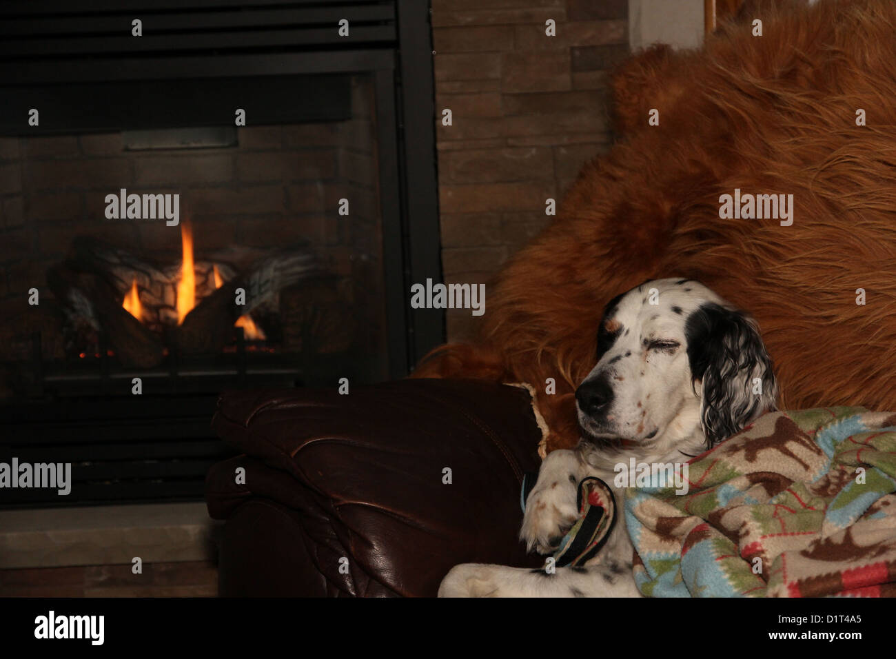 Un chien setter anglais jette sur le canapé en face d'une cheminée. Banque D'Images