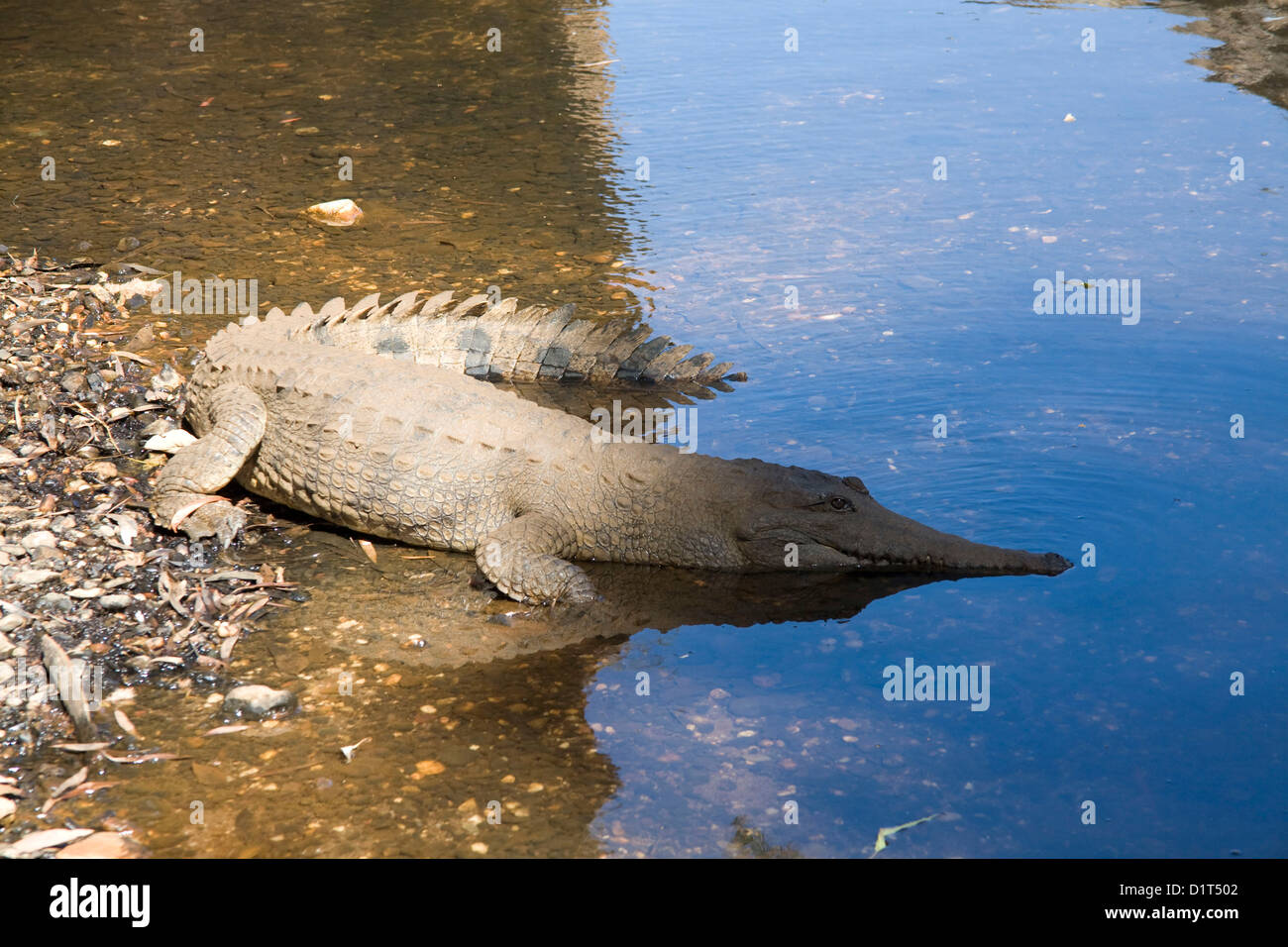 Crocodile d'eau douce dans le golfe soleil réchauffement Savannah Queensland Banque D'Images