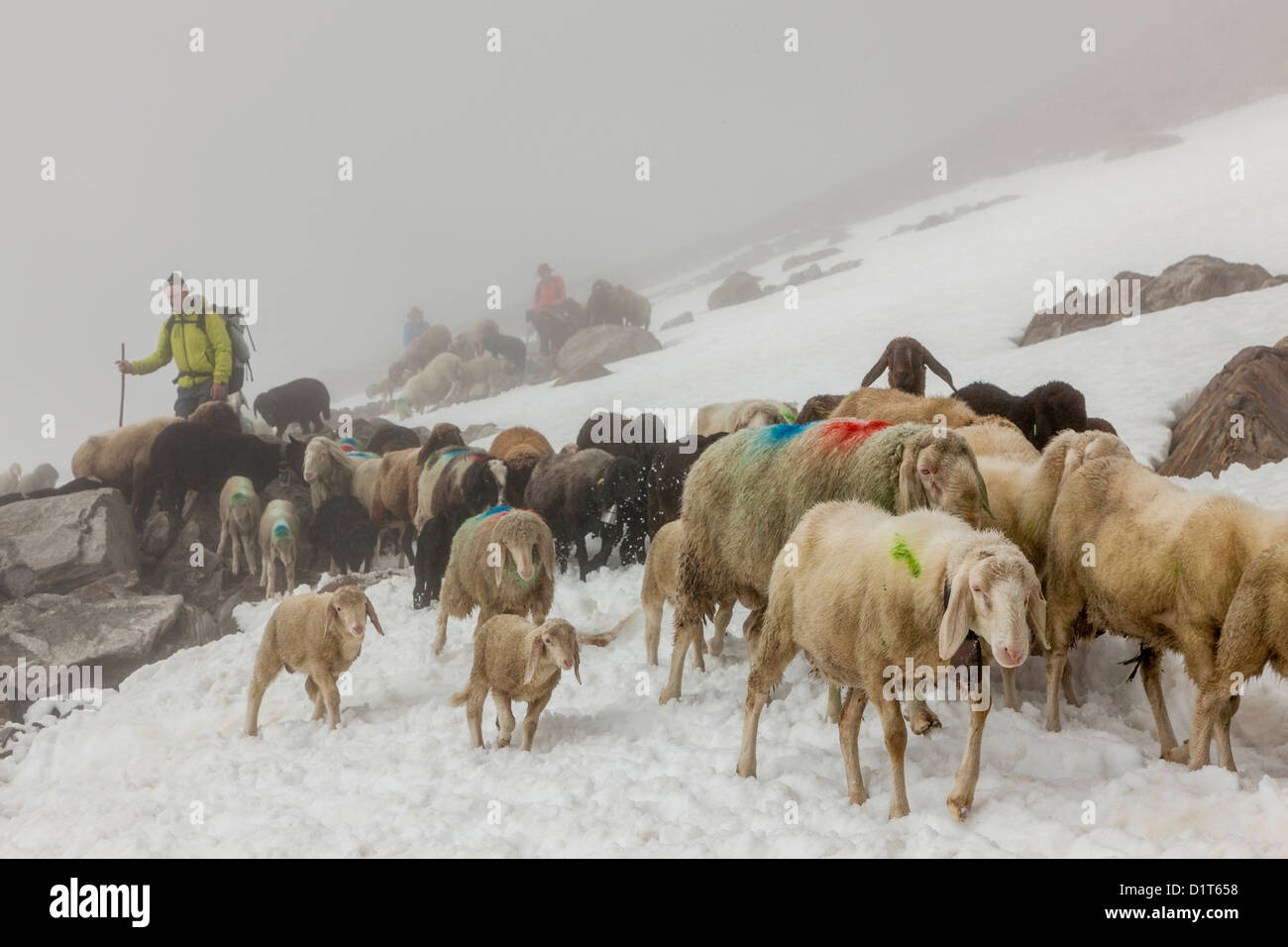 La transhumance, le grand trek à travers l'Otztal mouton entre Alpes du Tyrol du Sud, Italie, et en Amérique du Tyrol, Autriche. Banque D'Images