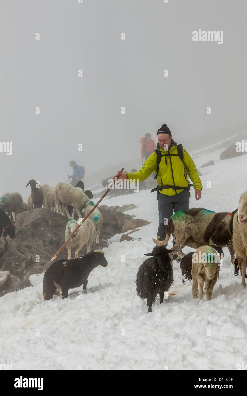 La transhumance, le grand trek à travers l'Otztal mouton entre Alpes du Tyrol du Sud, Italie, et en Amérique du Tyrol, Autriche. Banque D'Images