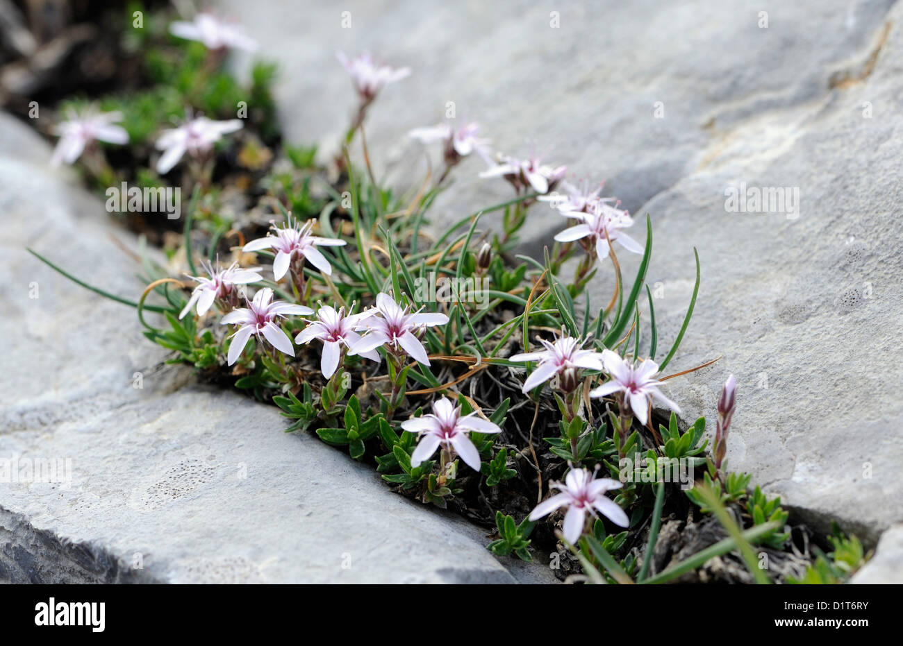Les plantes alpines poussant dans les roches calcaires. Fuente De, parc national des Picos de Europa. Picos de Europa. Espagne Banque D'Images Les plantes alpines poussant dans les roches calcaires. Fuente De, parc national des Picos de Europa. Picos de Europa. Espagne Banque D'Images