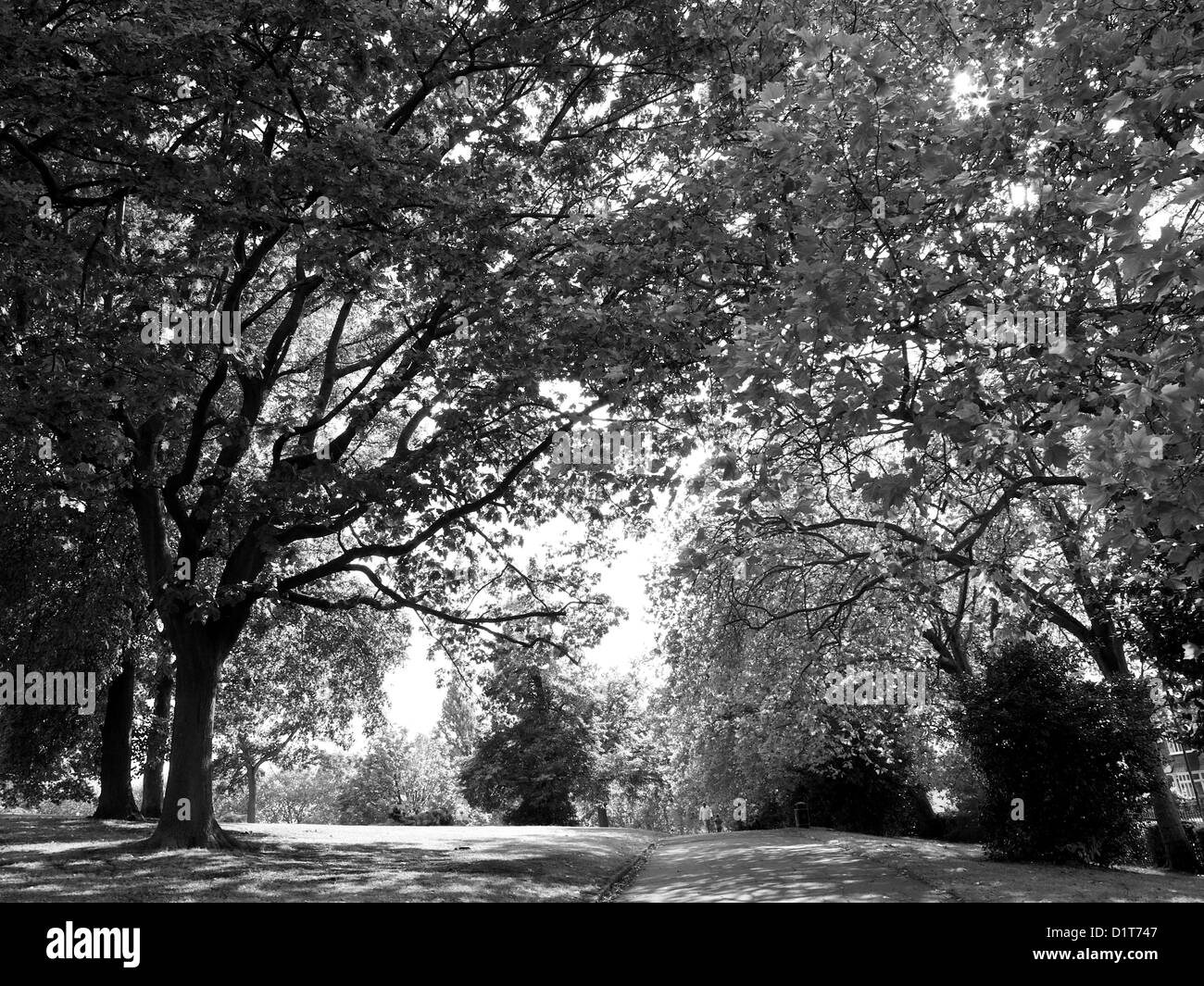 Photographie de paysage d'arbres dans le parc de bois rond, North West London, NW10, Royaume-Uni Banque D'Images
