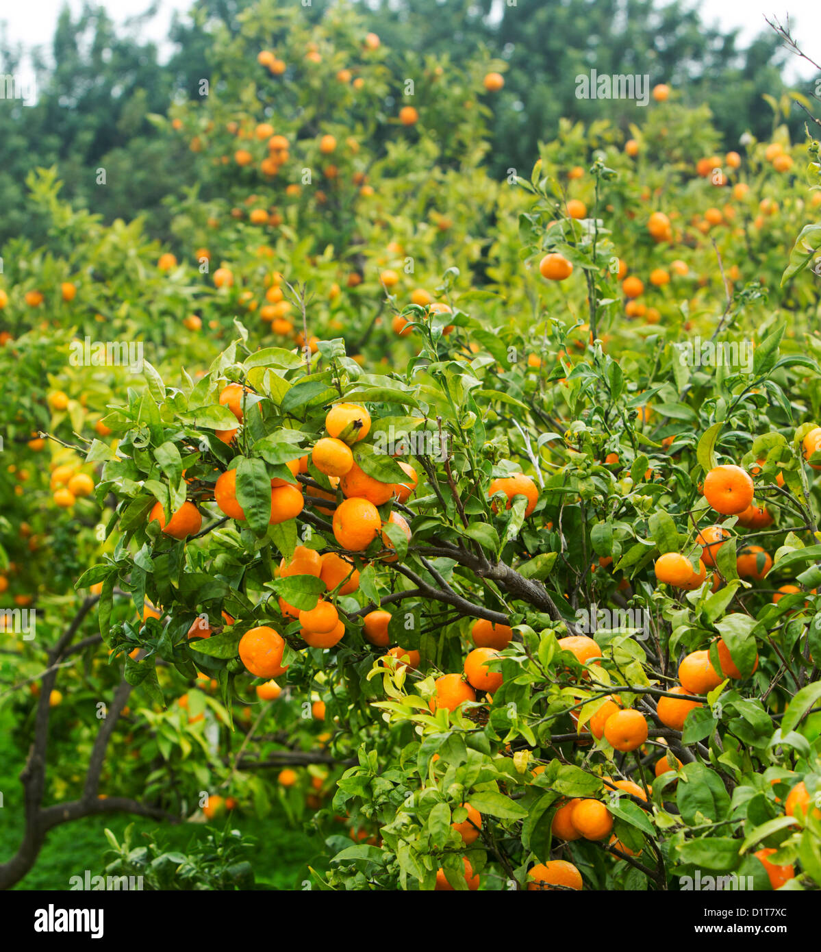 Les orangers, Javea, Espagne Banque D'Images