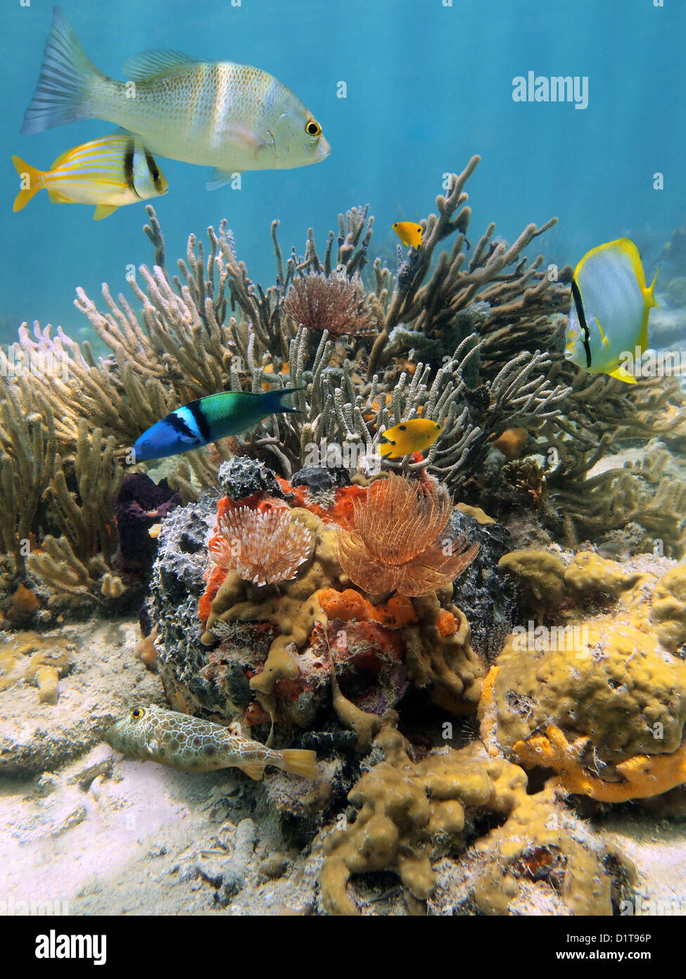 Paysages sous-marins colorés dans un récif de corail avec des poissons tropicaux et plumeau vers, mer des Caraïbes Banque D'Images