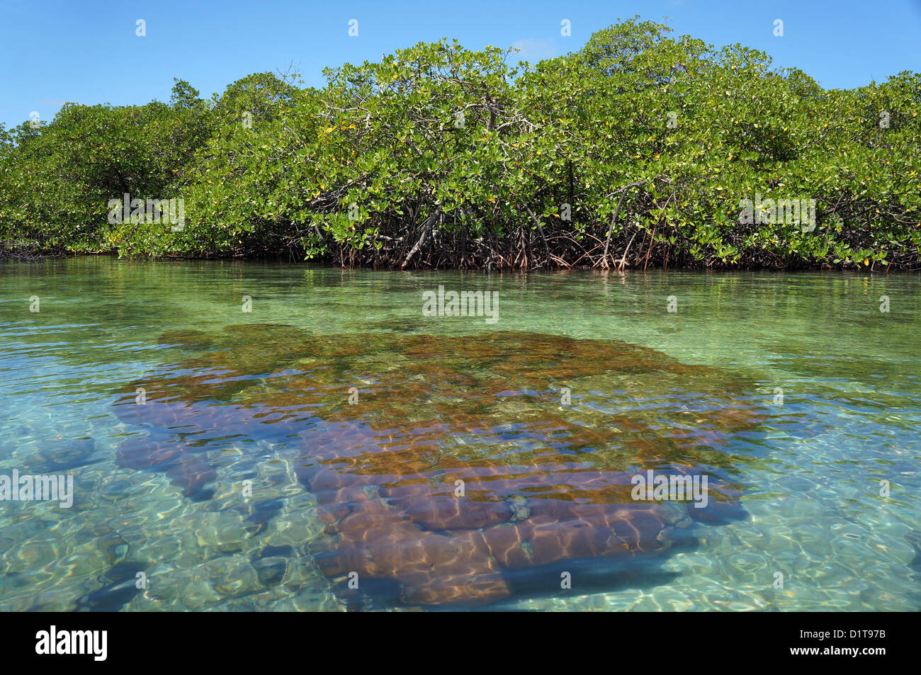Starlette massive coral ci-dessous surface de l'eau avec des arbres de mangrove en arrière-plan, l'Amérique centrale, le Panama Banque D'Images