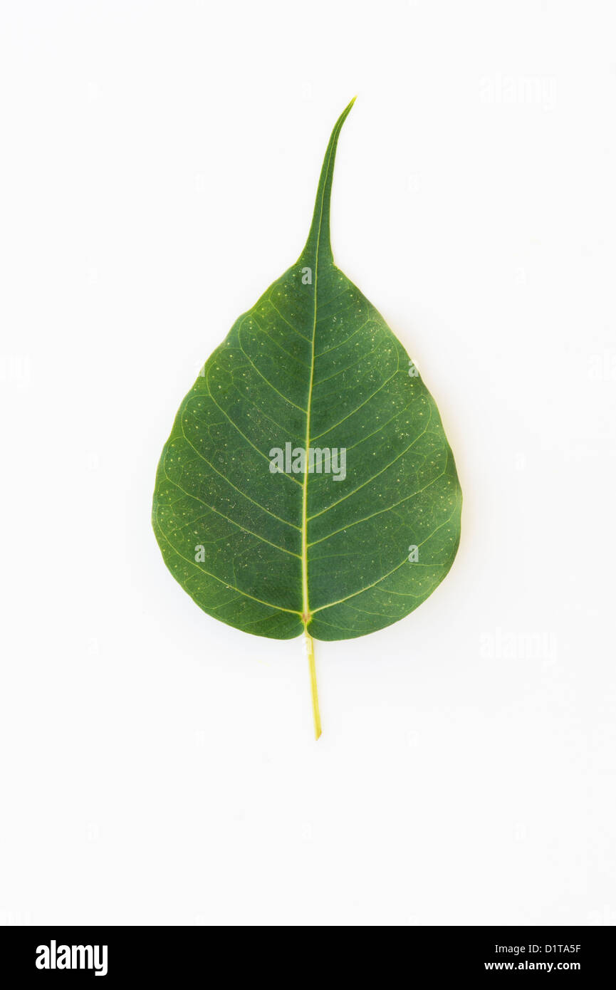 Ficus religiosa. Feuilles de figuier sacré / motif de feuilles d'arbre Bodhi sur fond blanc Banque D'Images