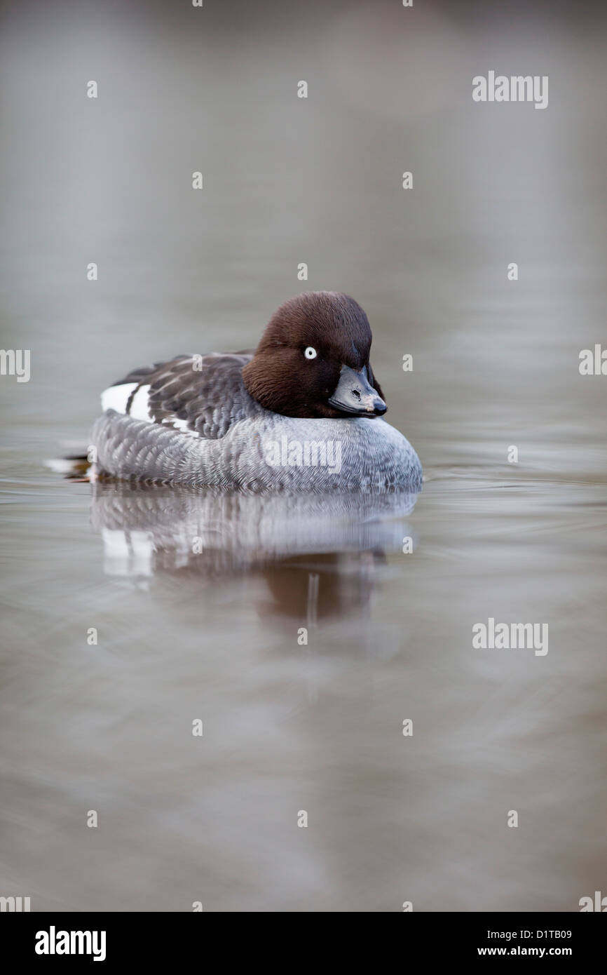 ; Goldeneye Bucephala clangula ; Femmes ; Royaume-Uni ; l'hiver Banque D'Images