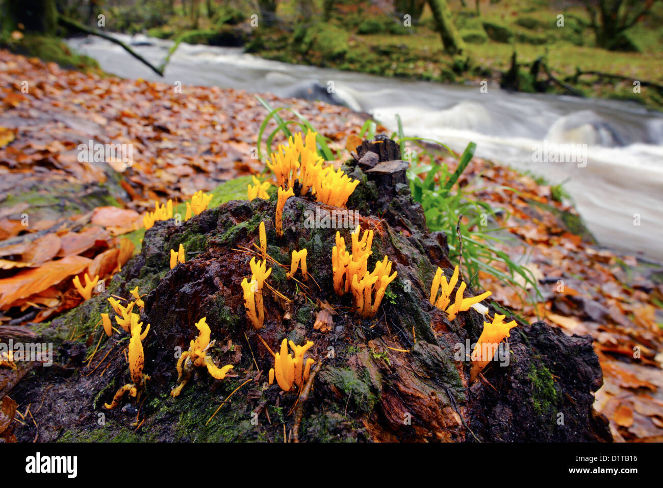 Jelly Antler champignon ; Calocera viscosa Golitha Falls, Cornwall, UK ; Banque D'Images