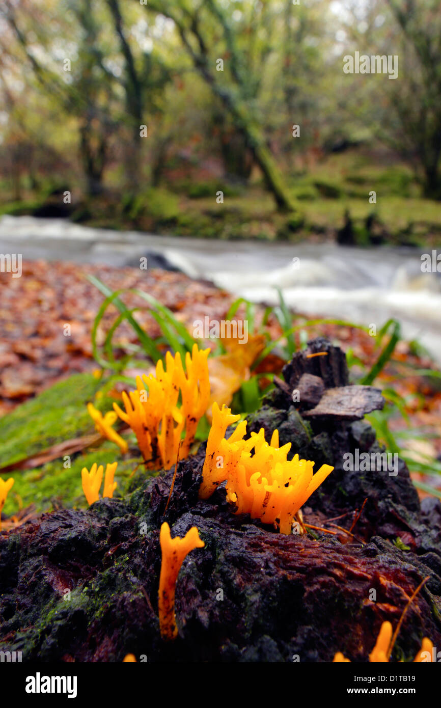 Jelly Antler champignon ; Calocera viscosa Golitha Falls, Cornwall, UK ; Banque D'Images