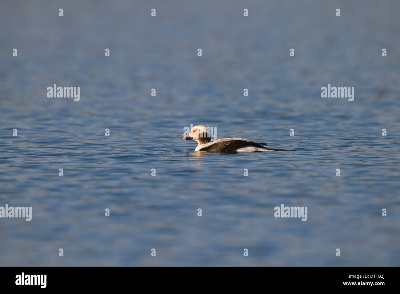 Longtemps ; Canard Clangula hyemalis ; Drake ; hiver ; UK Banque D'Images