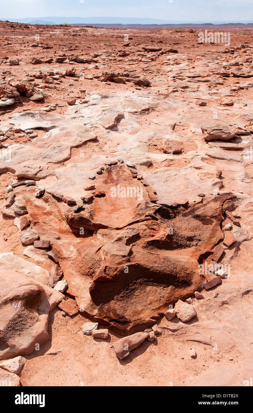 Piste de dinosaures près de Tuba City, Arizona, USA Banque D'Images
