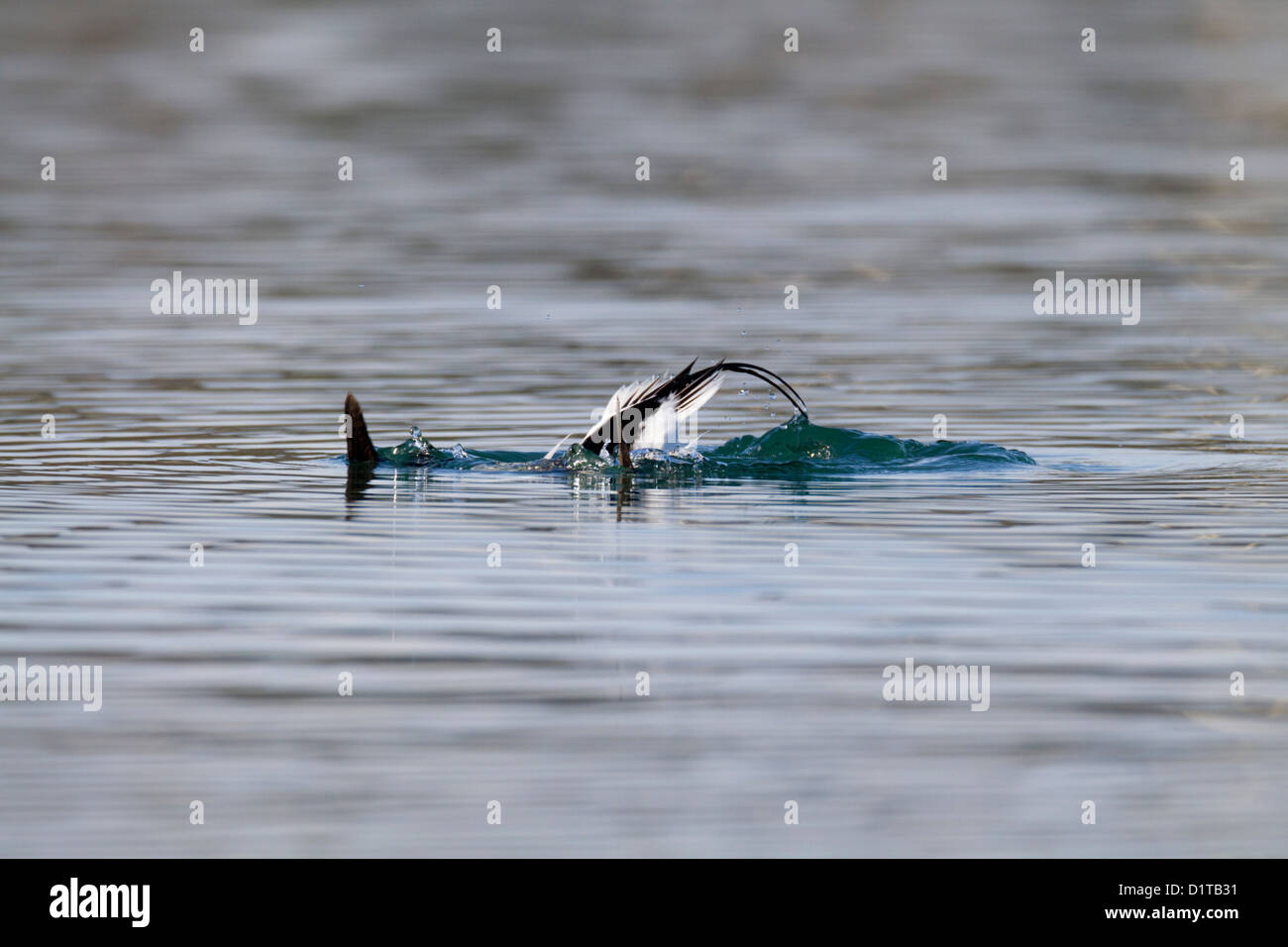 Longtemps ; Canard Clangula hyemalis ; Drake ; hiver ; UK Banque D'Images