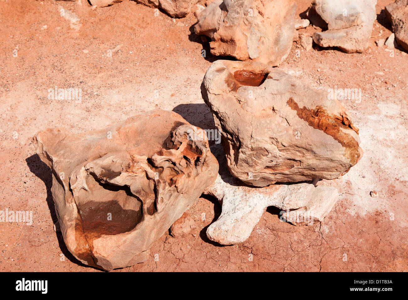 Fossile de dinosaure près de Tuba City, Arizona, USA Banque D'Images