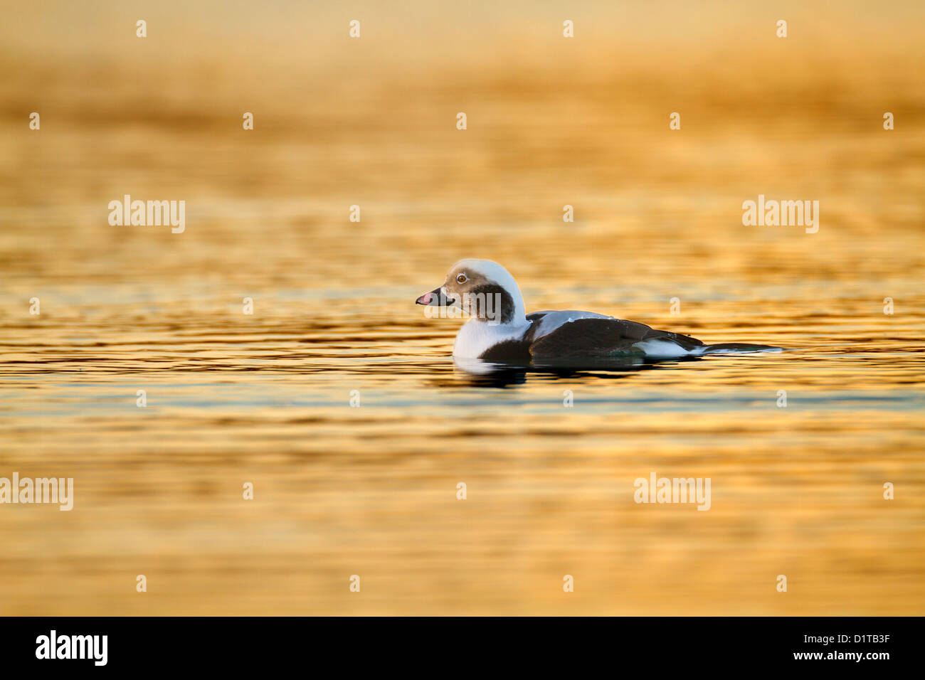 Longtemps ; Canard Clangula hyemalis ; Drake ; hiver ; UK Banque D'Images
