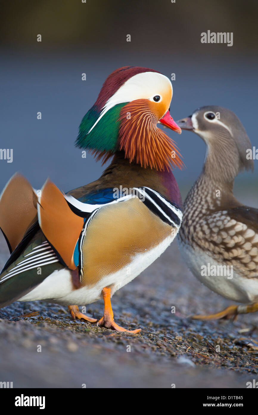 Canard Mandarin Aix galericulata Drake ; ; ; hiver ; UK Banque D'Images