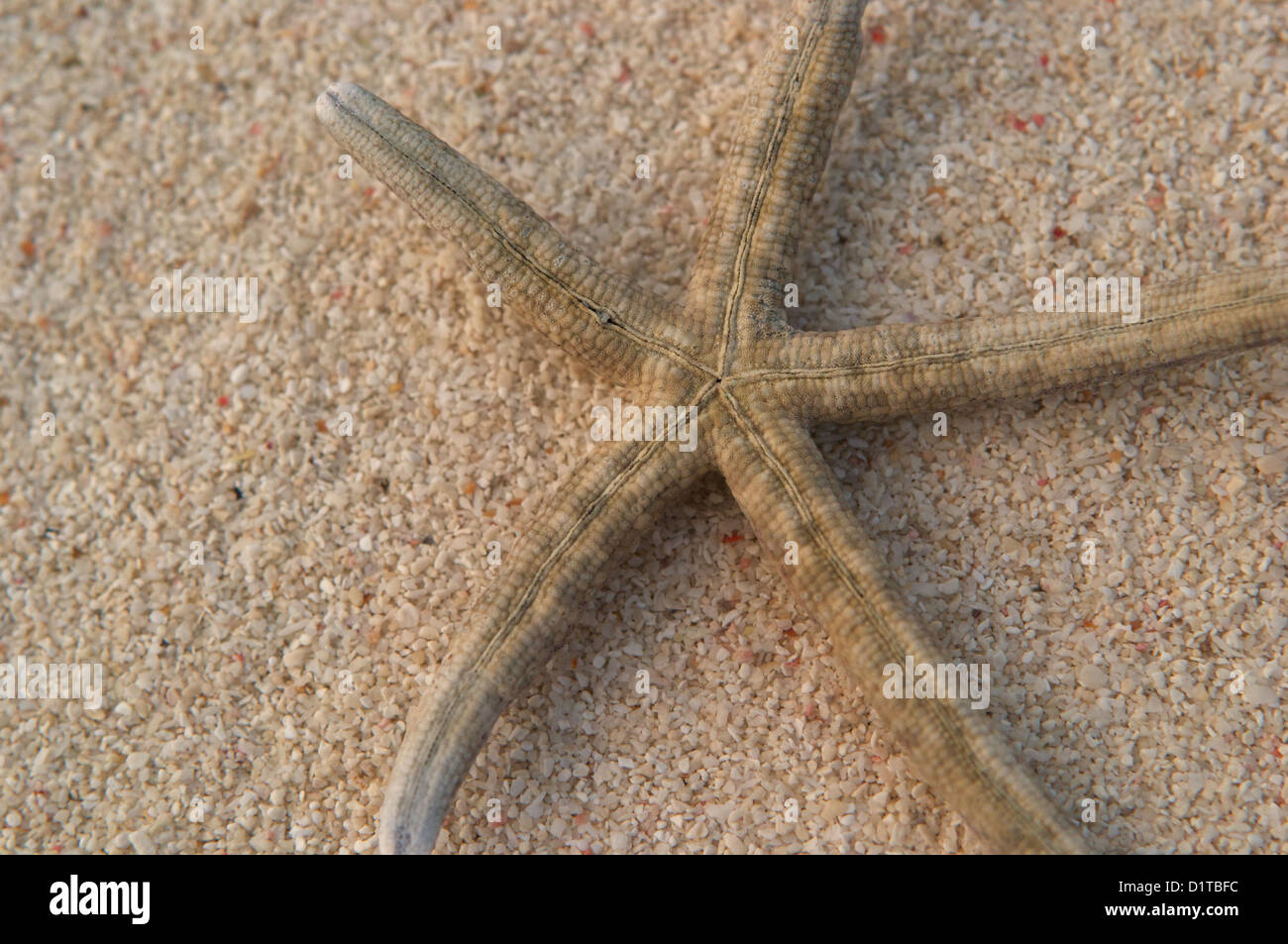 Le squelette d'une étoile de mer échouée sur une plage, à l'atoll de Baa Maldives Banque D'Images