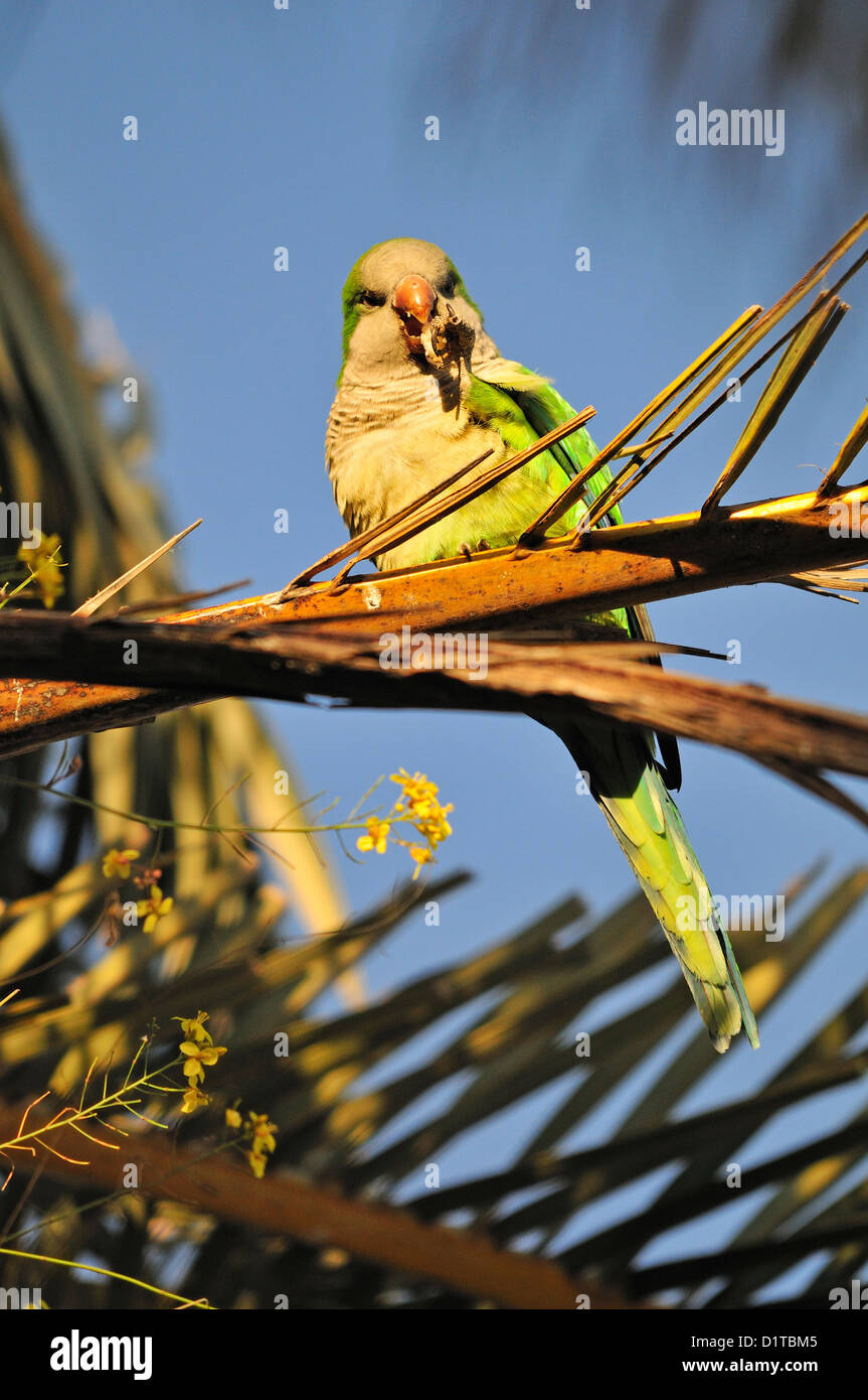 Perruche moine / Quaker Parrot (Myiopsitta monachus) dans le Parc Guell, Barcelone, Espagne Banque D'Images