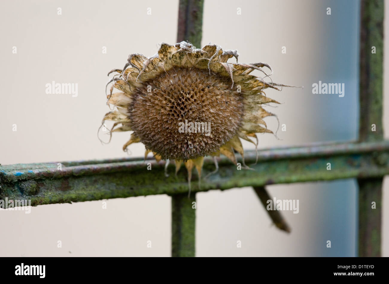 Potsdam, Allemagne, un tournesol séchés sur une clôture de fer Banque D'Images